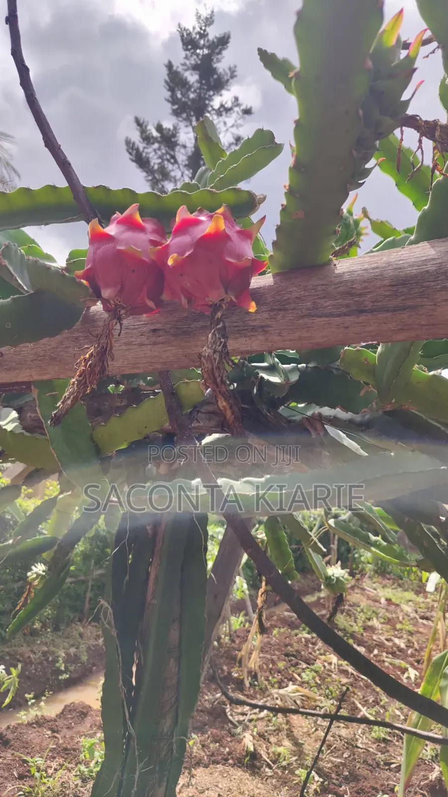 Dragons Fruit Seedlings