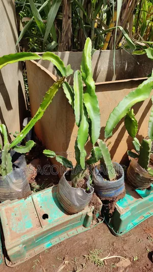 Dragons Fruit Seedlings