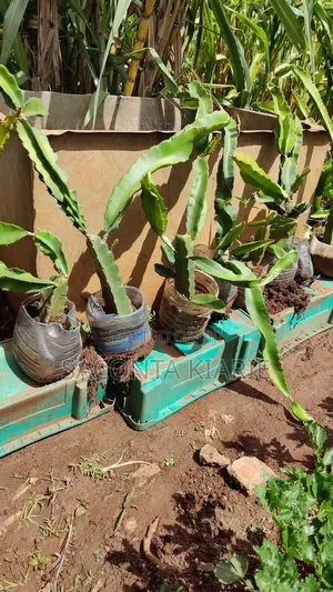 Dragons Fruit Seedlings