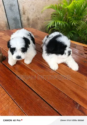 1-3 months Male Purebred Havanese