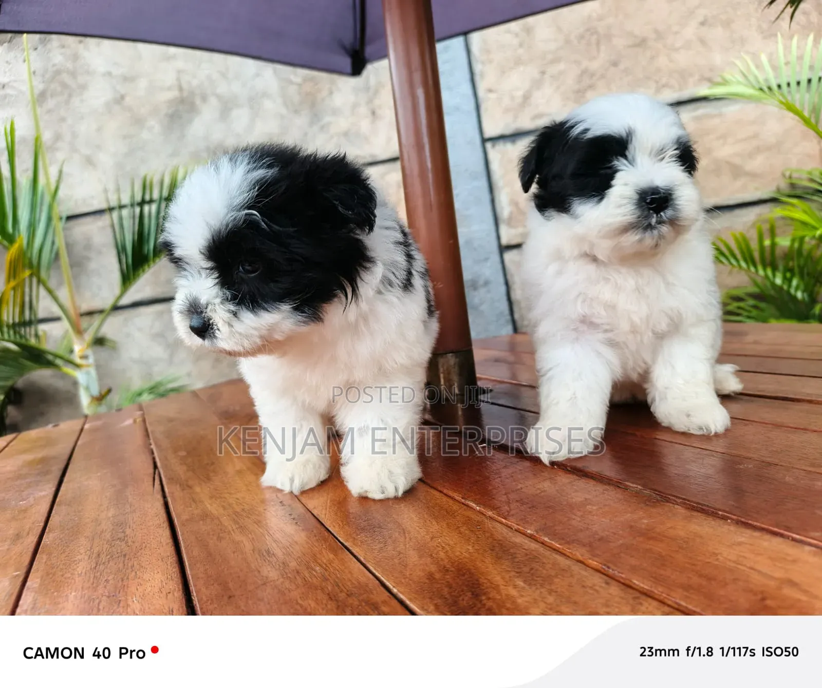 1-3 months Male Purebred Havanese