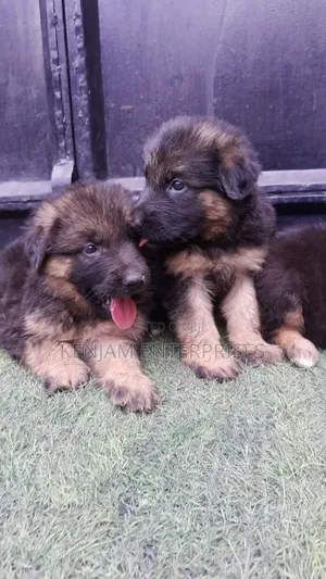 1-3 months Female Purebred German Shepherd