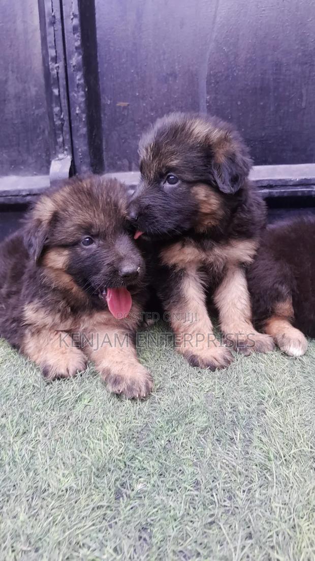 1-3 months Female Purebred German Shepherd