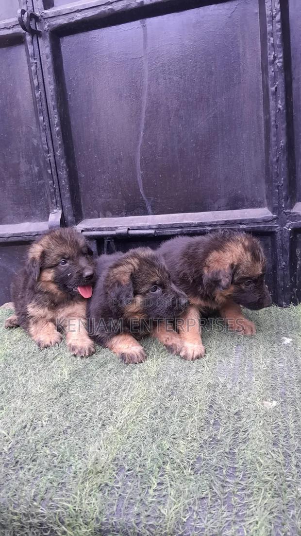 1-3 months Male Purebred German Shepherd