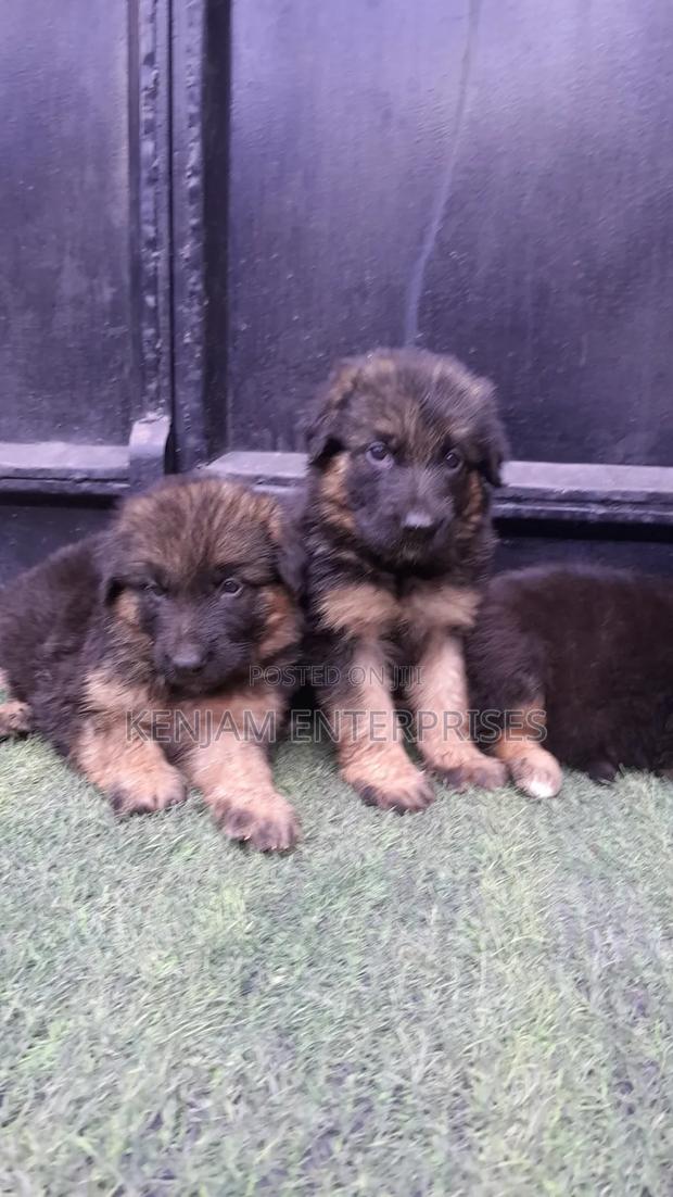 1-3 months Female Purebred German Shepherd