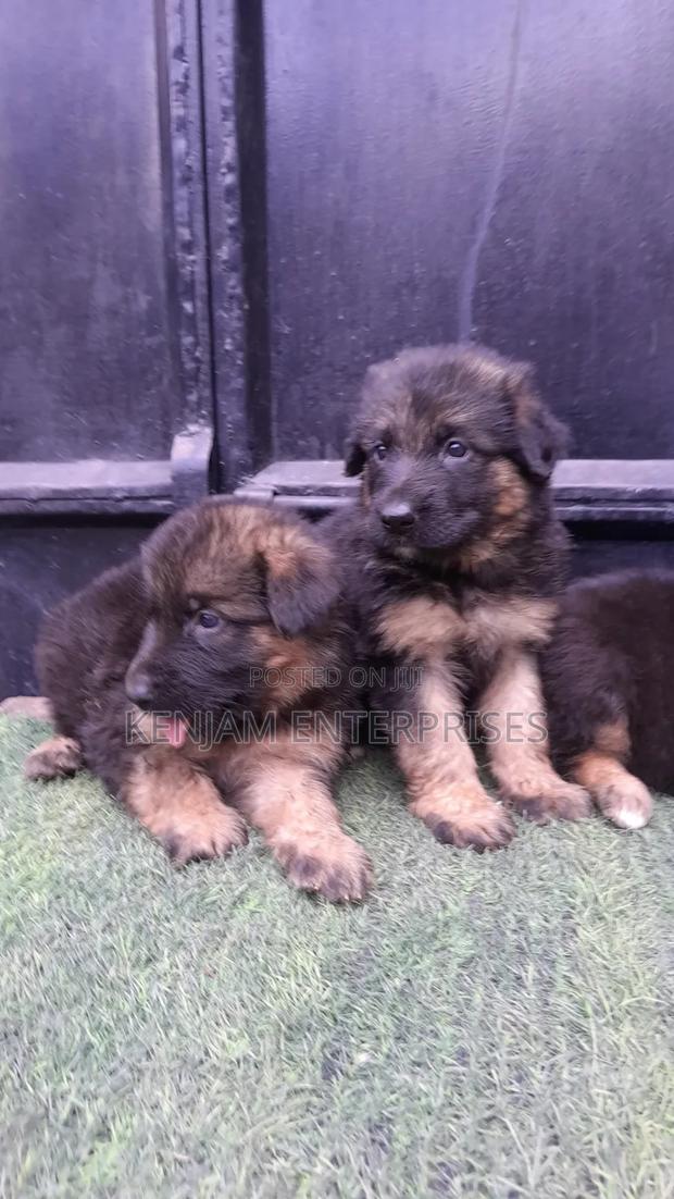1-3 months Male Purebred German Shepherd