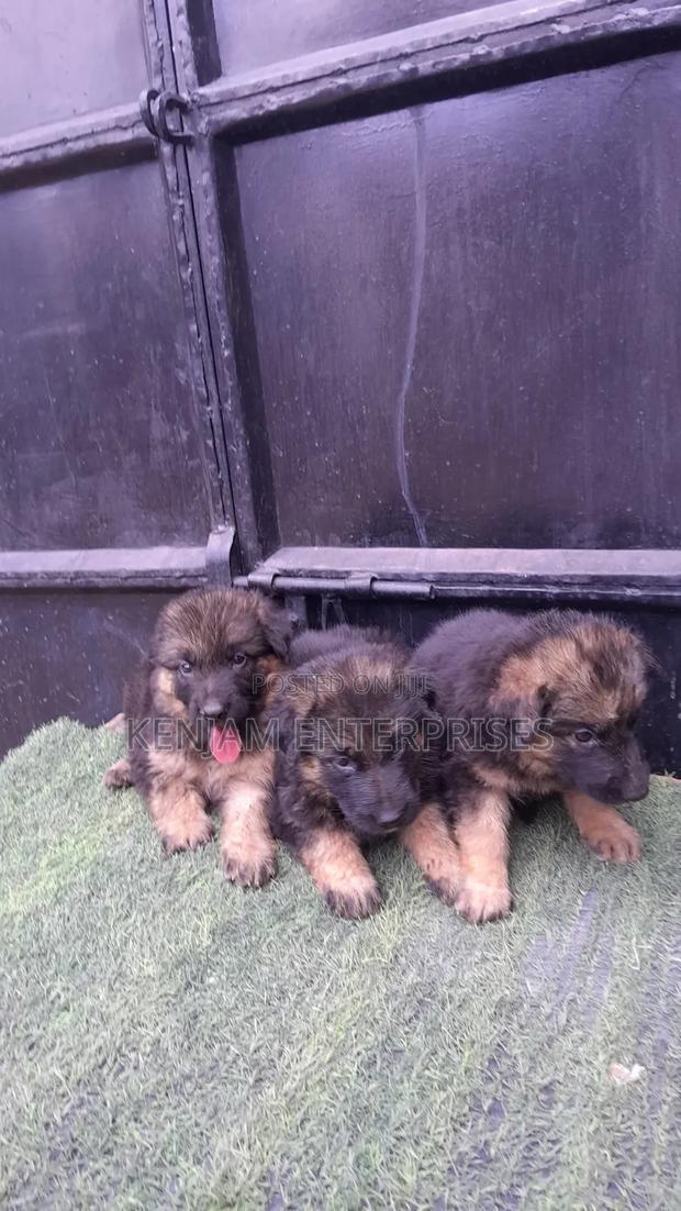 1-3 months Female Purebred German Shepherd