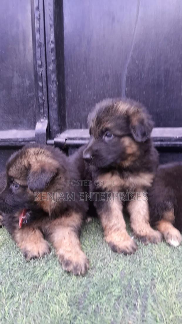 1-3 months Male Purebred German Shepherd