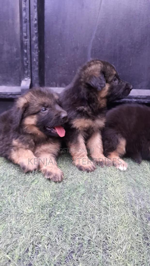 1-3 months Female Purebred German Shepherd