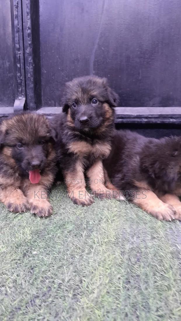 1-3 months Male Purebred German Shepherd