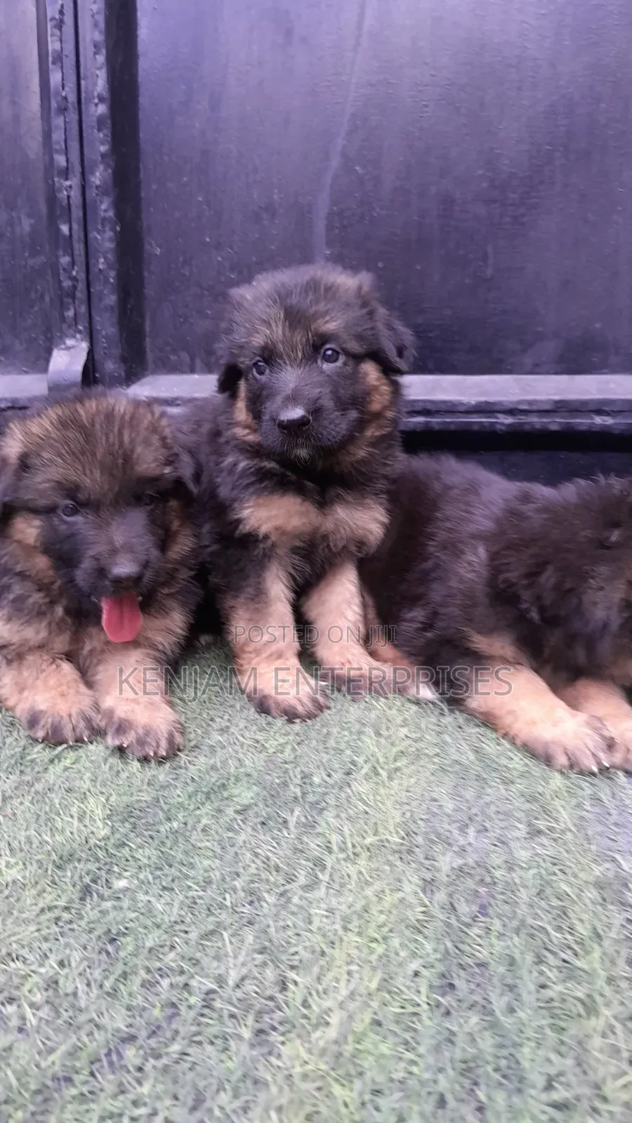 1-3 months Male Purebred German Shepherd
