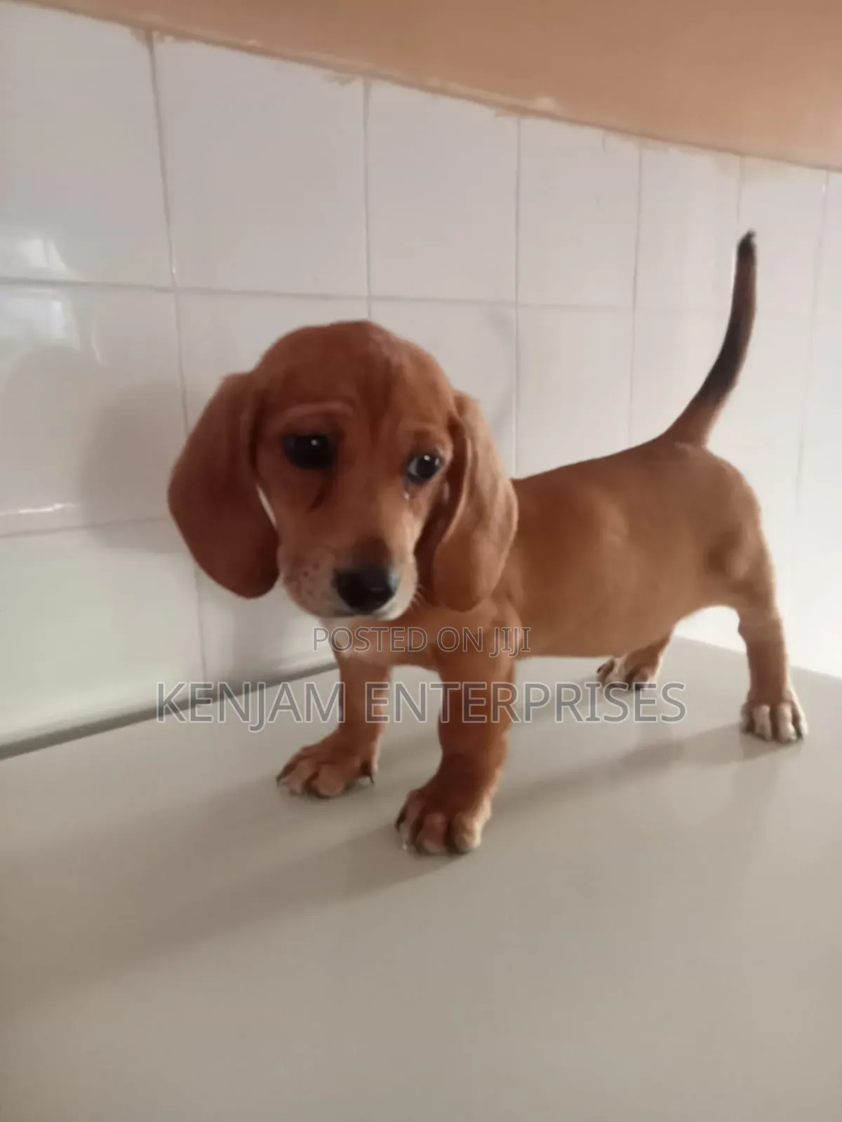1-3 months Male Purebred Dachshund