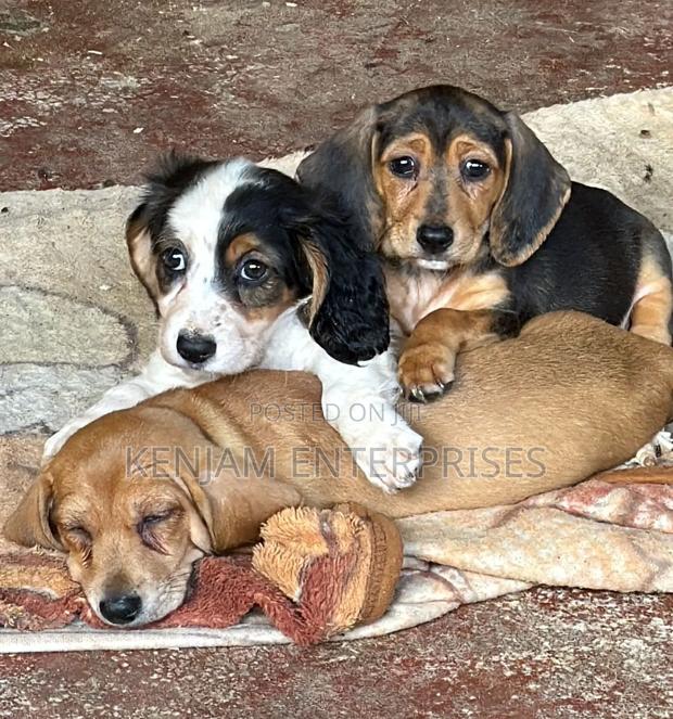 1-3 months Female Purebred Dachshund - main view