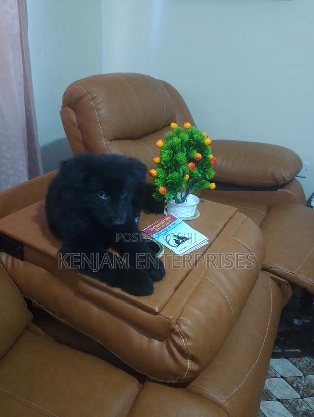 1-3 months Female Purebred German Shepherd