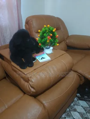 1-3 months Female Purebred German Shepherd
