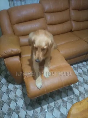 1+ year Male Purebred Golden Retriever
