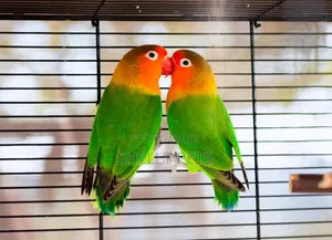Fischer Lovebirds