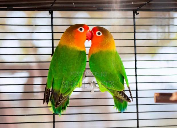 Fischer Lovebirds