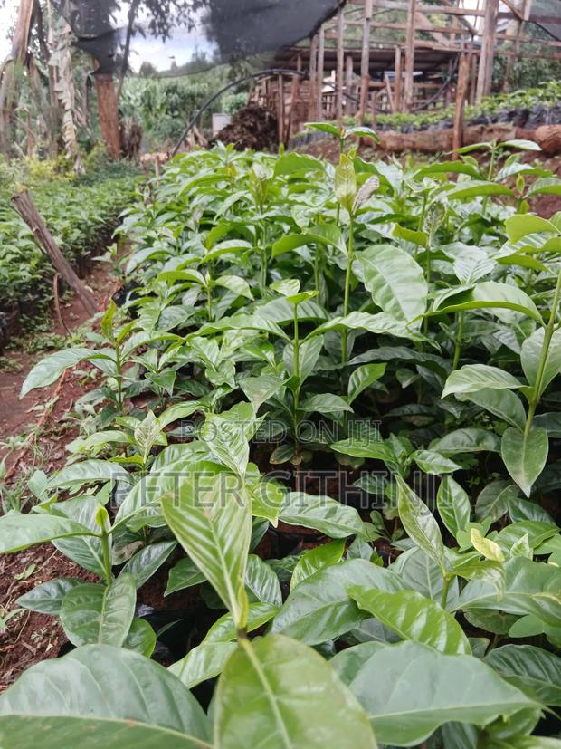 Coffee Seedlings