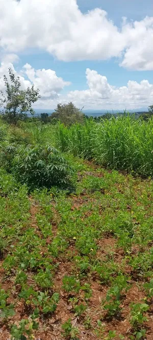 4 Acres on Sale at Makuyu -Mihang'o