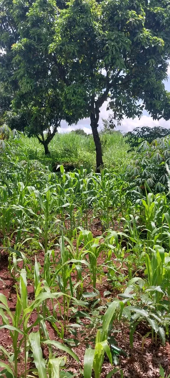4 Acres on Sale at Makuyu -Mihang'o