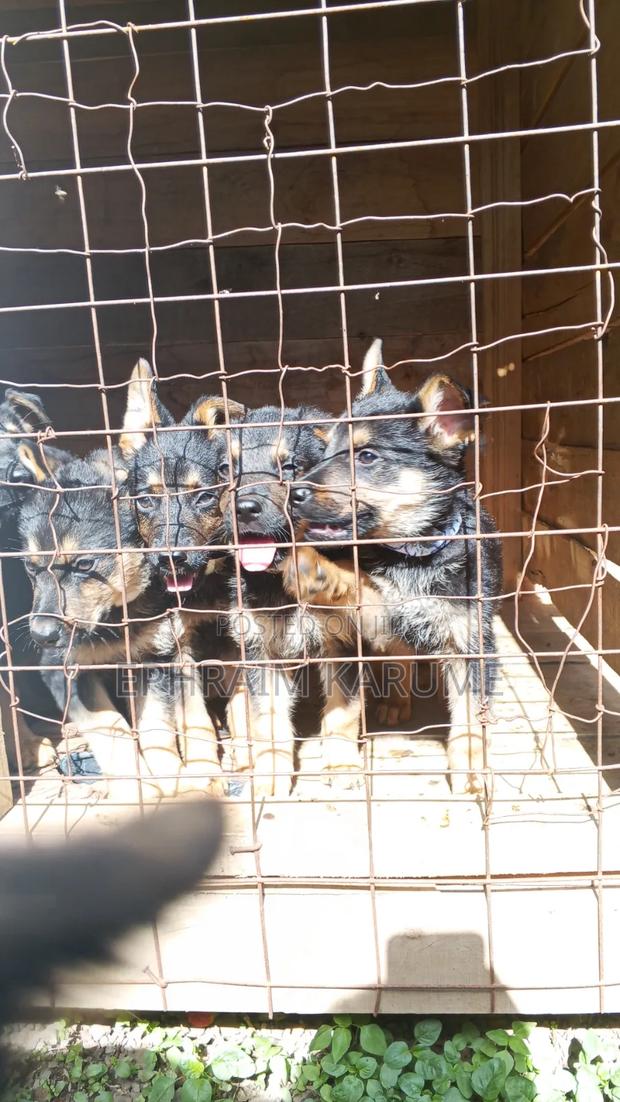 1-3 months Male Mixed Breed Rottweiler