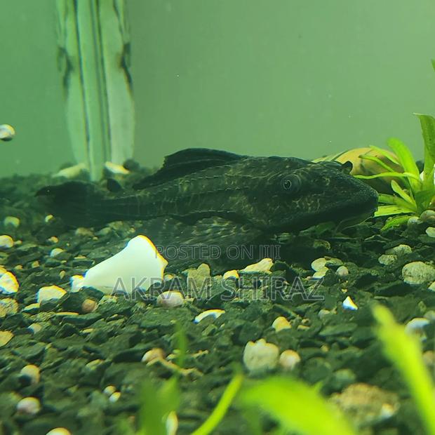 Plecotamus Catfish