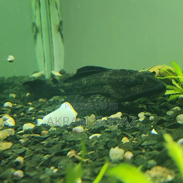 Plecotamus Catfish - thumbnail 2