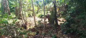 Property for Sale 1/4 Acre Maeni,Kimilili Bungoma on Sale
