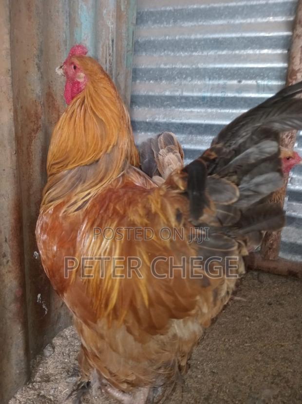 Pure Brahma Rooster – 1 Year Old – Healthy Mature