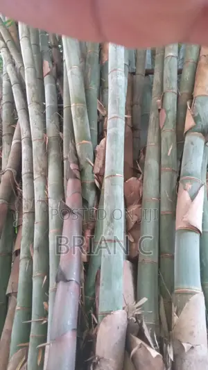 Giant Bamboo Seedlings