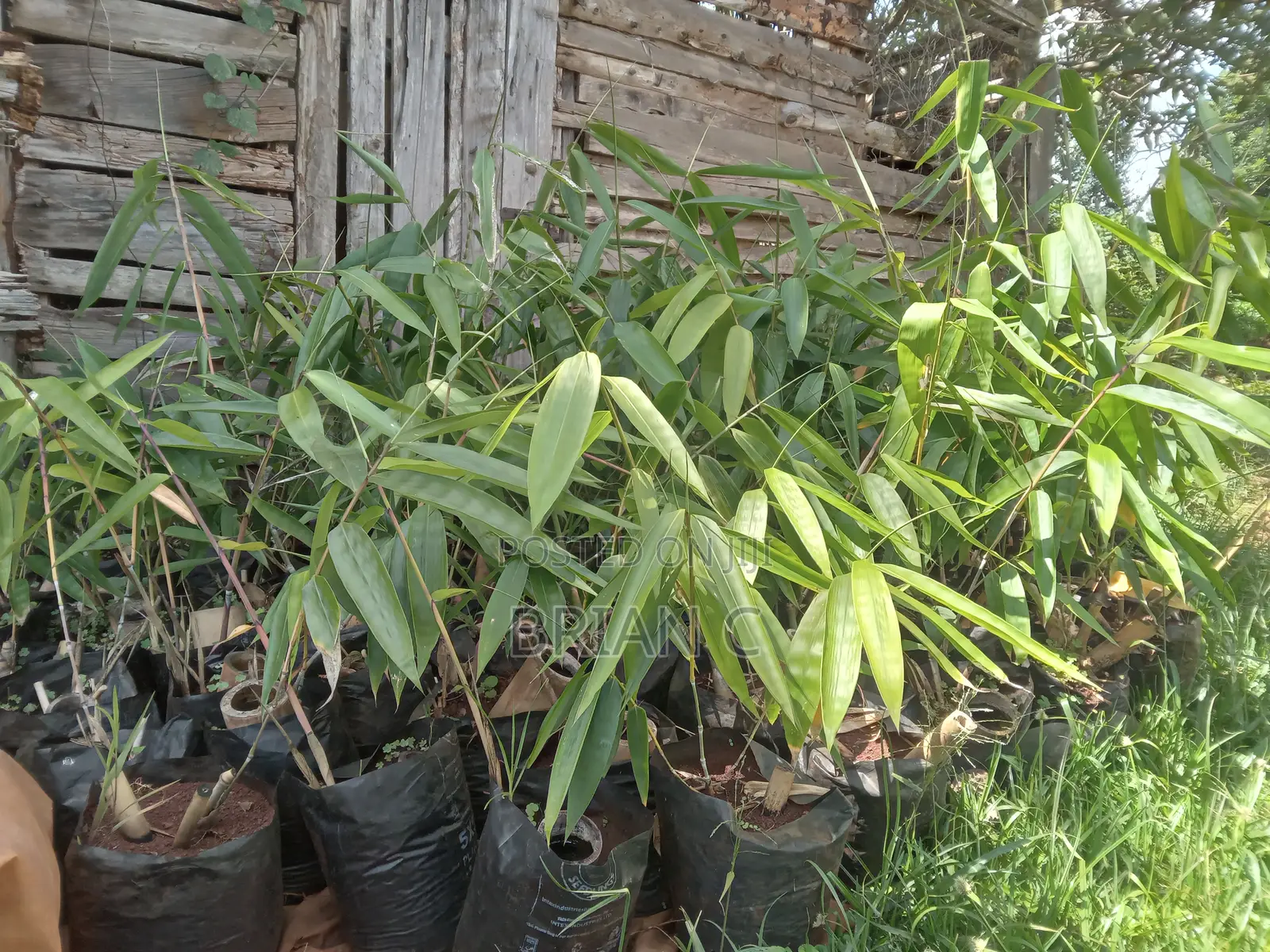 Giant Bamboo Seedlings