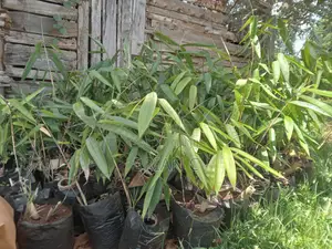 Giant Bamboo Seedlings