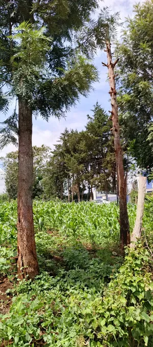 1⁄8(Eighth) Acre Plot for Sale in Ngong 46'