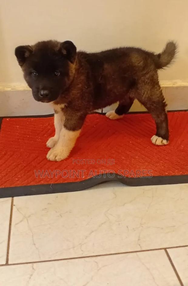 1-3 months Female Purebred Akita - main view