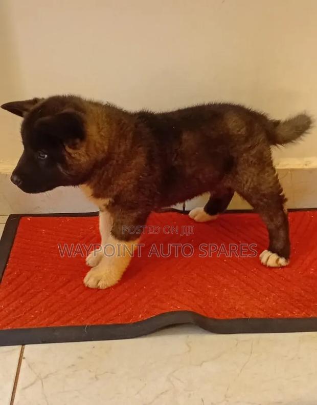 1-3 months Female Purebred Akita - thumbnail 2