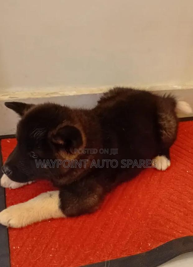 1-3 months Female Purebred Akita - thumbnail 3