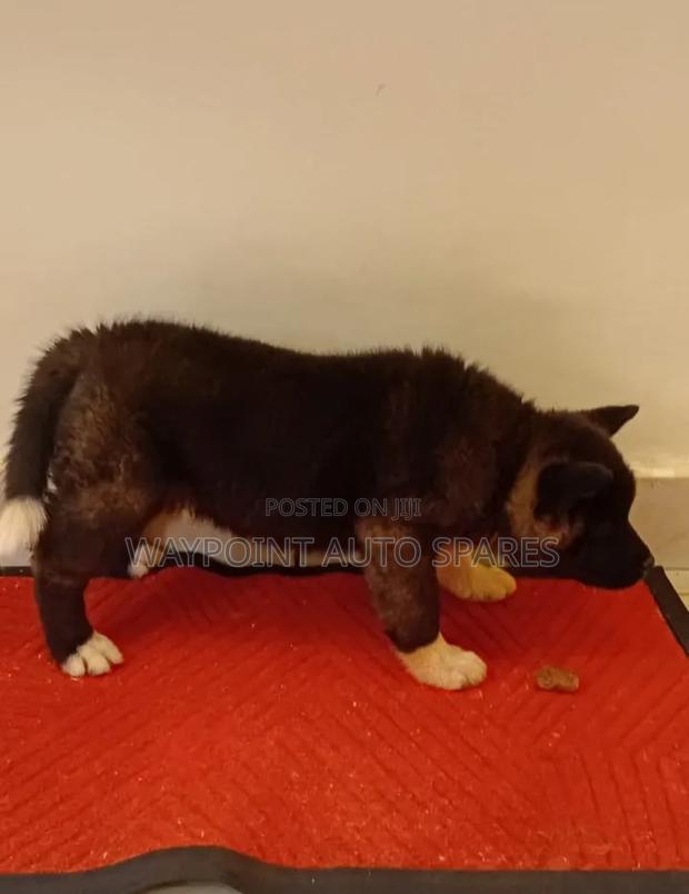 1-3 months Female Purebred Akita - thumbnail 4