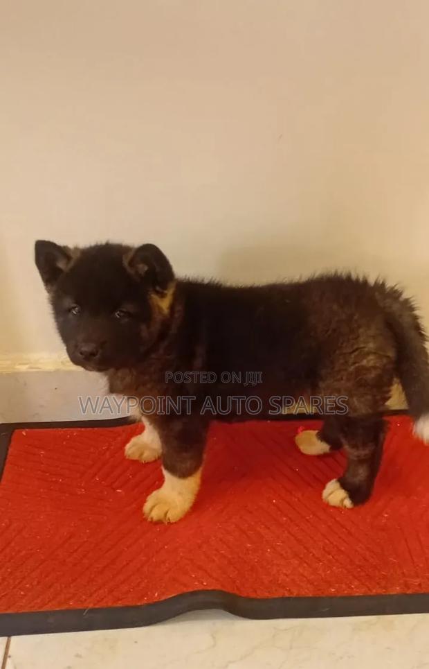 1-3 months Male Purebred Akita - main view