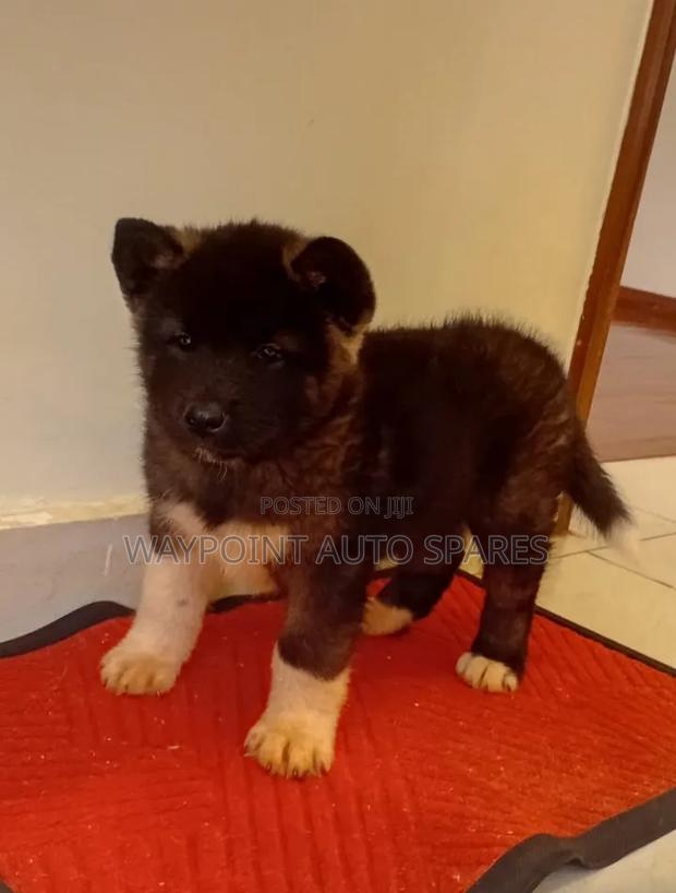 1-3 months Male Purebred Akita - thumbnail 2