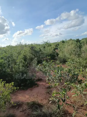 Own a Parcel of 28 Acres With Unique Numbers Wait for Tittle Deed