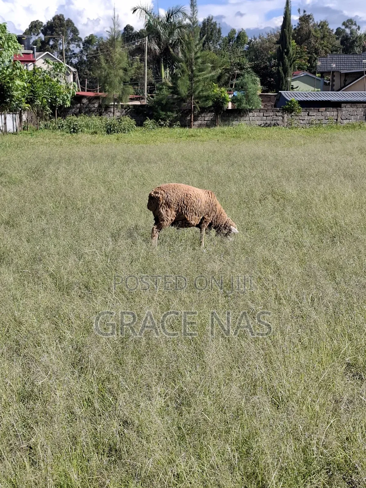 Sheep for Meat