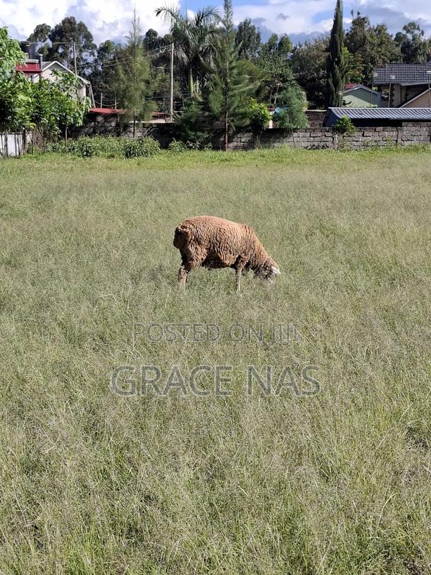 Sheep for Meat