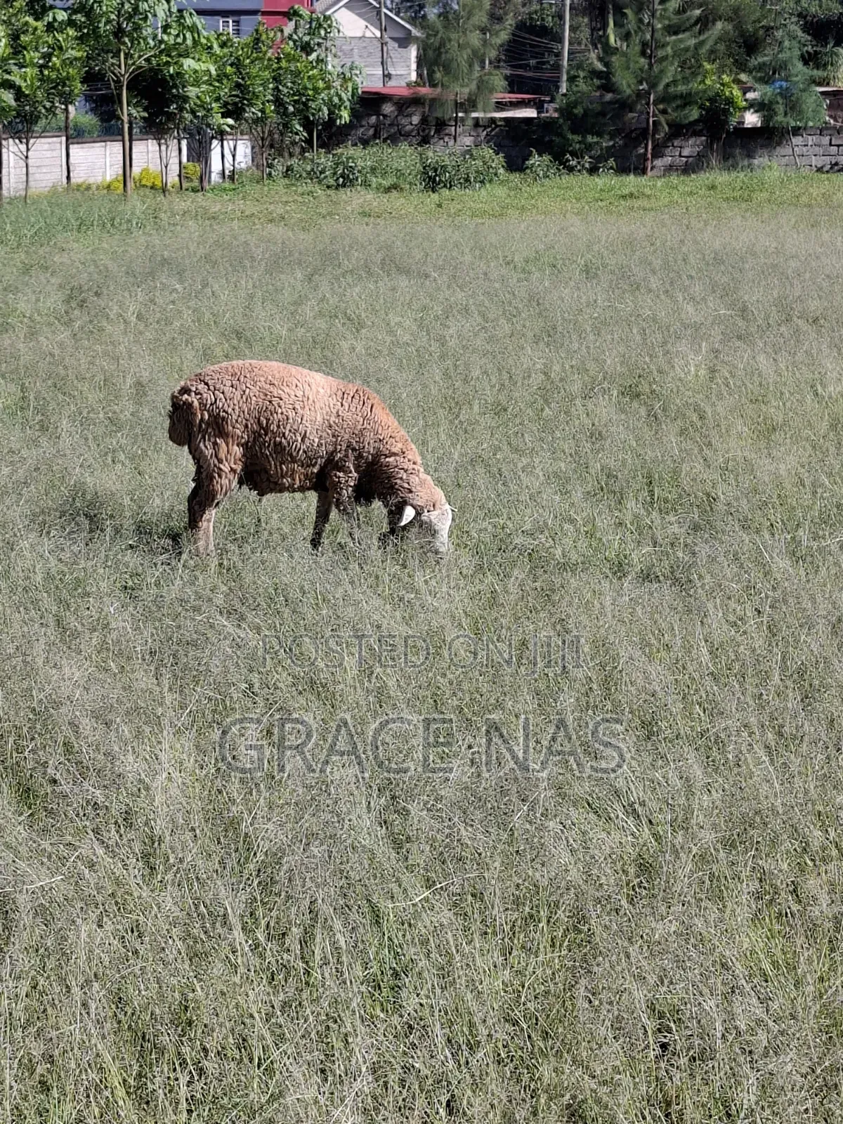 Sheep for Meat