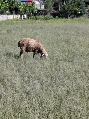 Sheep for Meat