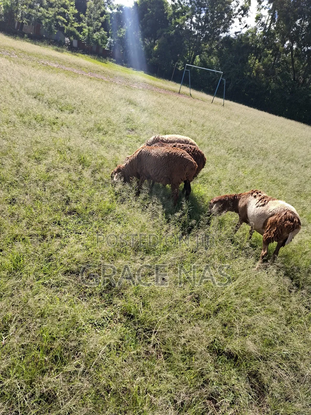 Sheep for Meat