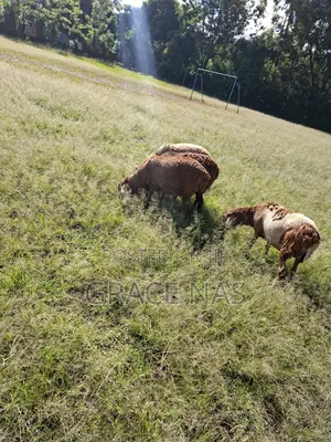 Sheep for Meat