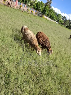 Sheep for Meat