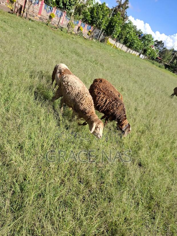Sheep for Meat - thumbnail 4