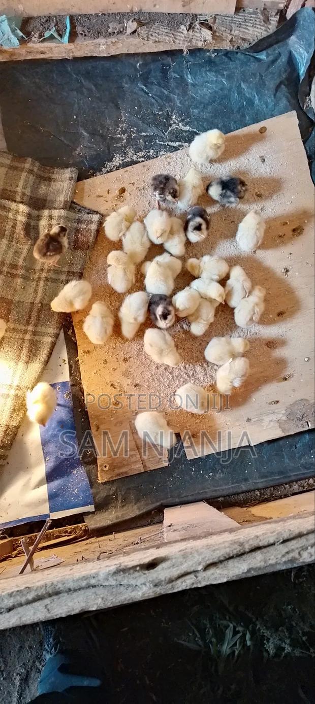 Chicks Farm